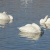 白鳥のお目覚め