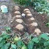 ９/１０（火）秋じゃが植え完了　＆　畑の整備　他