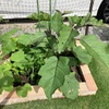 暑さに負けるな、お野菜たち！
