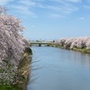 歯医者さんの後お花見に行ってきました。