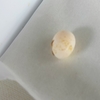 白文鳥 産卵期