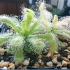 Drosera coccicaulis "albino form"