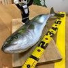 須磨浦漁港でアジの呑ませ釣りで宝くじをしたらメジロがドカンと来ました！　2020/10/19