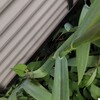ニンニク栽培は手間ゼロ