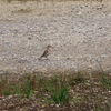 鳥観察28（入間川沿岸）_200409
