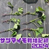 サツマイモ5月下旬植え付け(栽培記録2024)