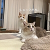 雨田甘夏、高額です。【猫とおねだりと本能事情】