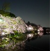 今年の桜⑦ 吉祥寺の夜桜