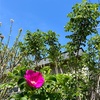 植物も動物も必要に迫られると、すごい力を発揮するものですね。
