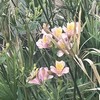 Alstroemeria