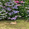 紫陽花の頃のうさぎ島（大久野島）、初めて「うさぎの集団 足ダン」を体験 広場中に響き渡って
