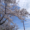 桜満開の花見日和！愛知県西部の桜スポット巡り🌸（ＡＩタイトル）