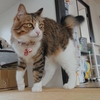 深夜のあんずちゃん通販3　リモサボン　カリカリマシーンSP　キュアペット