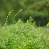 今朝の散歩道・・・愛おしい草花たちと～