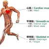 筋肉の種類について