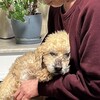 老犬の介護で寝不足になってます