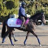 鞍上が決まる、継続騎乗は期待のあらわれ？