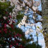 神から出た者（１ヨハネの手紙４章）
