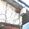 スズメバチの巣 駆除
