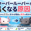 ウーパールーパーが黒くなる原因は？白から灰色に変わる理由と病気の見分け方