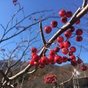 まるとぱれっと