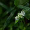 初秋の白花