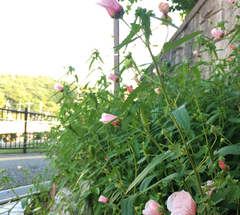 ★薄桃色の花