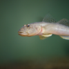 マハゼ Acanthogobius flavimanus