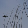 Blue-bearded Bee-eater  アオムネハチクイ