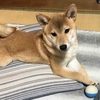 柴犬あきとの生活　120