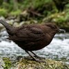 魚の生産性に影響を与える意外な要因
