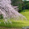 【桜便り】小石川後楽園の枝垂桜