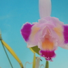 Cattleya trianae f.perolica'Simpatico'