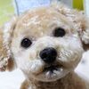ニゴくん下痢と血便