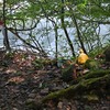 ウスキキヌガサタケにチョウ