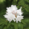 野生の花といえば何ですか？