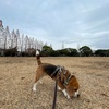 太陽が生まれ変わる日