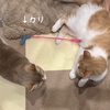 雨田甘夏、個性です。【猫と体力と気力事情】