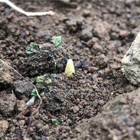 チューリップ畑計画 次々と発芽 でも発芽時期はまちまち アタマの中は花畑 チューリップ畑計画 次々と発芽 でも発芽時期はまちまち アタマの中は花畑