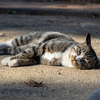 近隣繁華街のねこさん