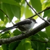 日本　5月8日の文殊の森公園の野鳥たち
