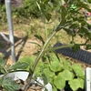 トマトの苗を液肥につけて収量アップ？