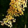 北鎌倉の紅葉（４）
