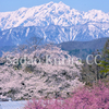 信州各地、天然記念物の桜を訪ねて。