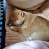 初めてリビングで🐶💤