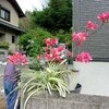 自由ねこ、れお（涙）