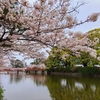 小田原城の桜見てきた！