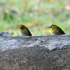 大阪城公園の野鳥　2021.11.5