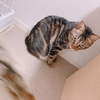 うちの猫ちゃんって気まぐれちゃんなんだよね🐈🍼