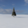 美瑛の絶景雪景色を楽しむ旅